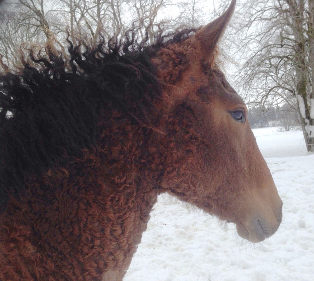 Curly Horse bei Curlystar